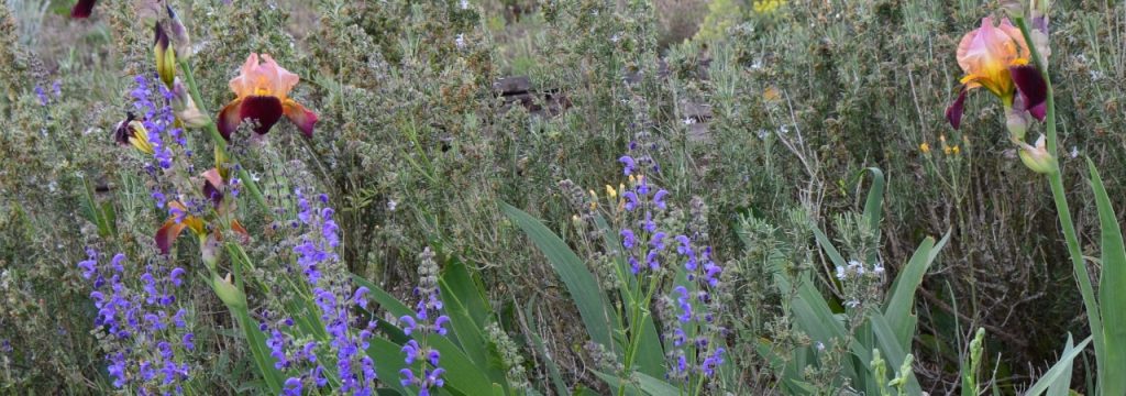 Blüten im Ürziger Gewürzgarten