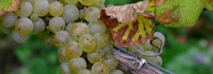 Rieslingtraube kurz vor der Weinlese