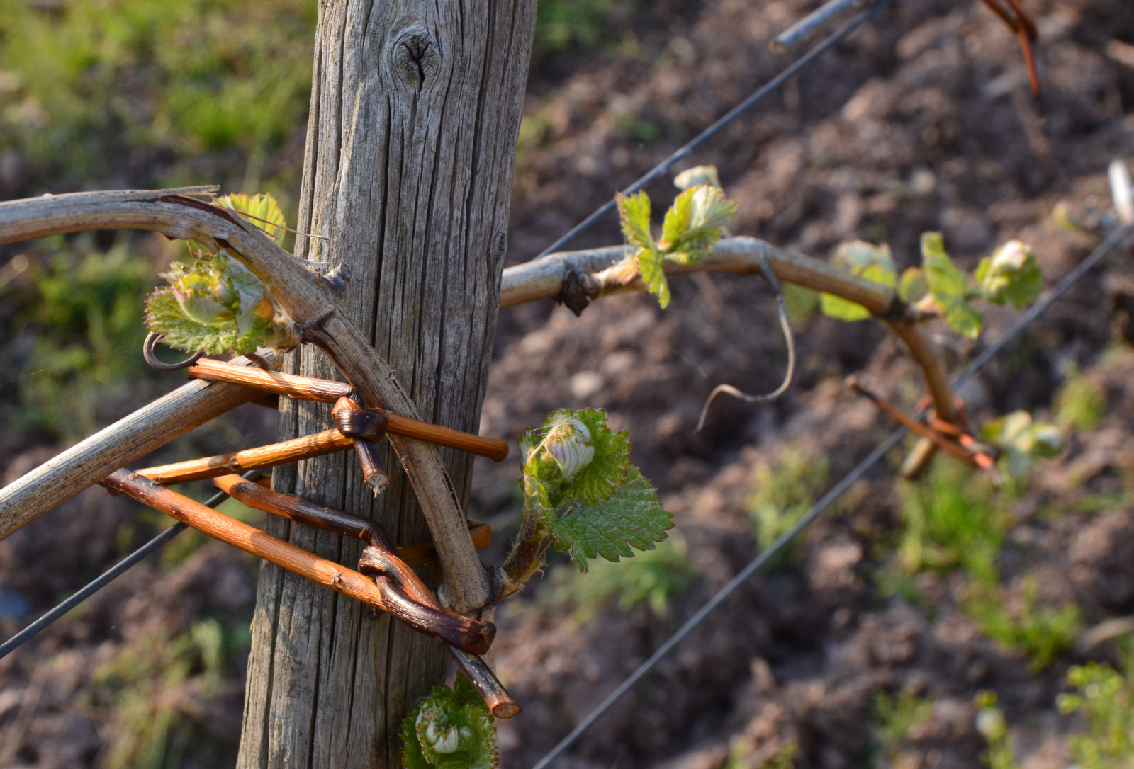 Weinrebe im Frühling Weingut Erbes-Henn in Ürzig Mosel